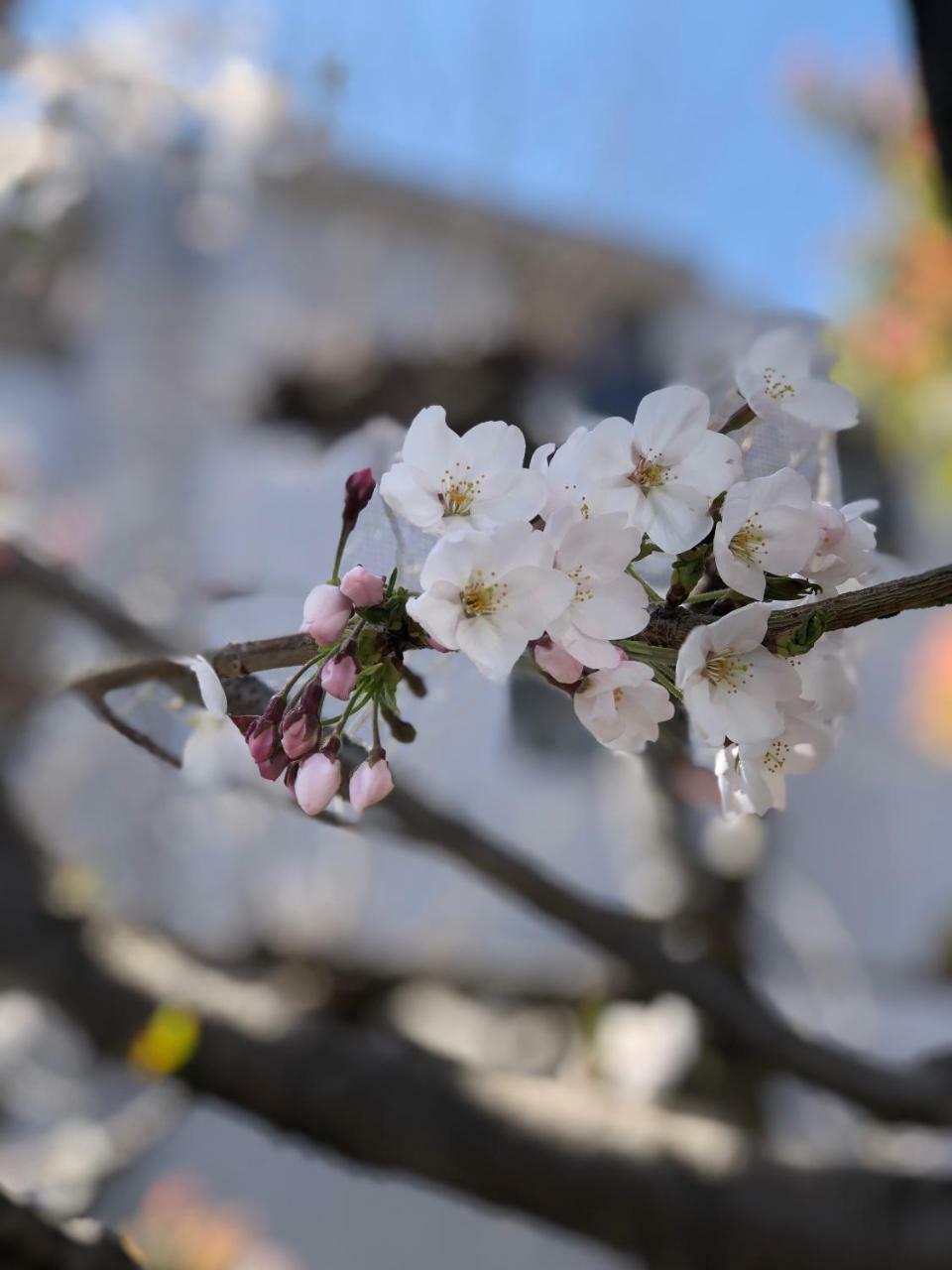 Rinn Heian Shirakawa Kjóto Exteriér fotografie